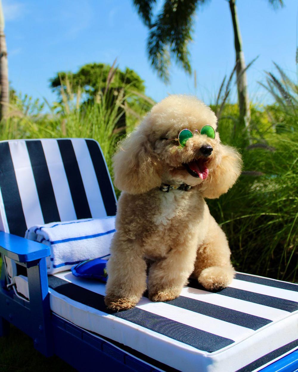 The Belgrove Dog On Lounge Chair