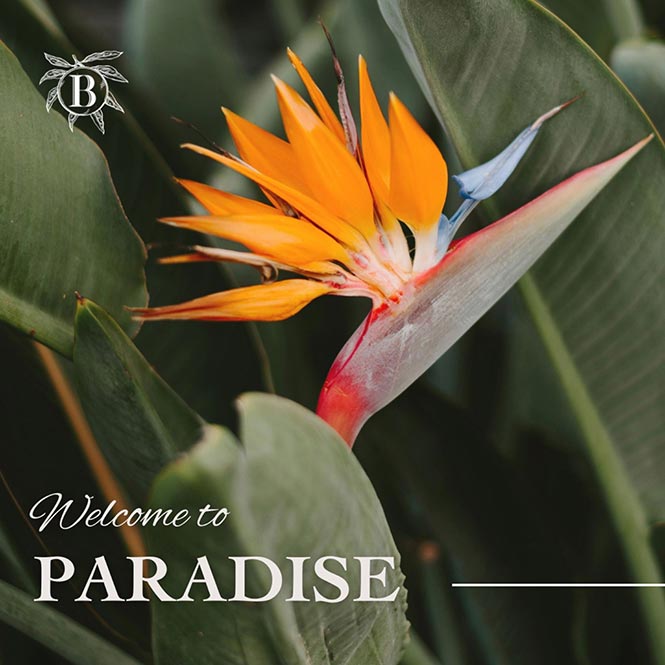 The Belgrove Instagram – Welcome to Paradise The Belgrove Instagram - Welcome to Paradise