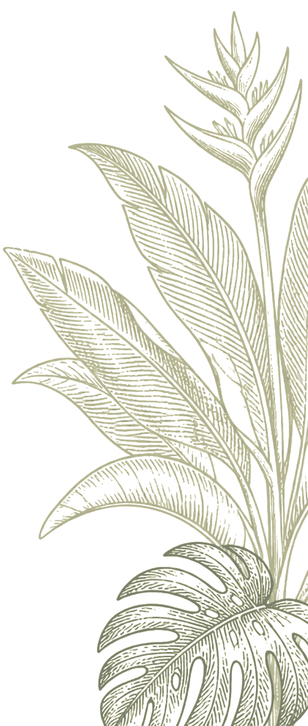 Beige botanical illustration of tall tropical leaves on a black background.